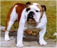 Le British Bulldog  Image335