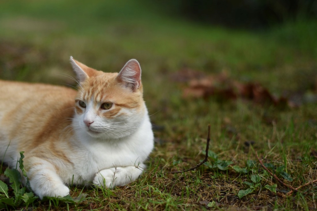 Mon chat (1.4) nikon d3500 (améliorer) ? Chat_p11