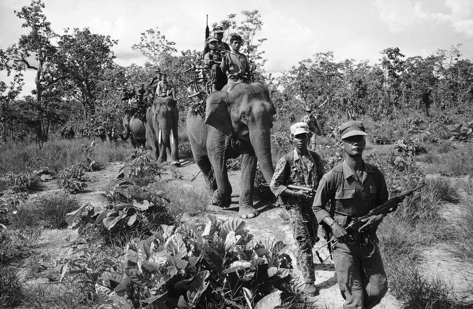 Elephants in Vietnam. Nelly110