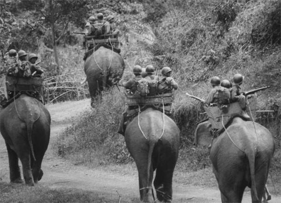 Elephants in Vietnam. Nelly210