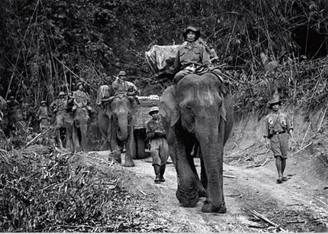 Elephants in Vietnam. Nelly310