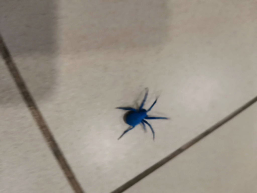 Синий паук неустановленной марки Img_2010
