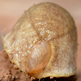 Testacella haliotidea en Dordogne Nvr_8710