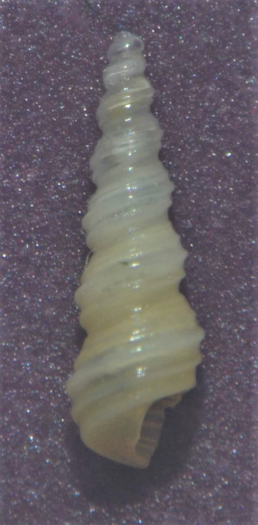 [Turritellinella tricarinata] Gasteropode Marin non identifier Gjjgj10