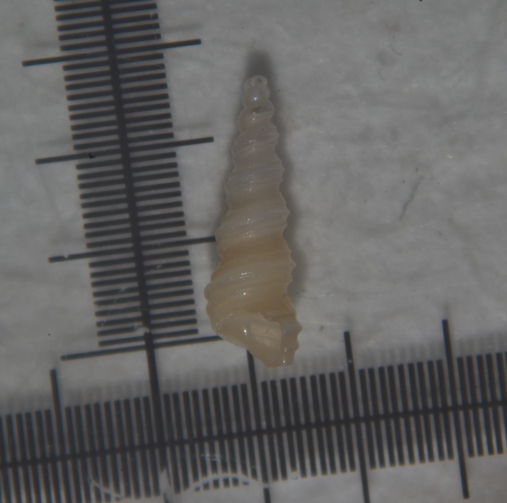 [Turritellinella tricarinata] Gasteropode Marin non identifier Jffjf10