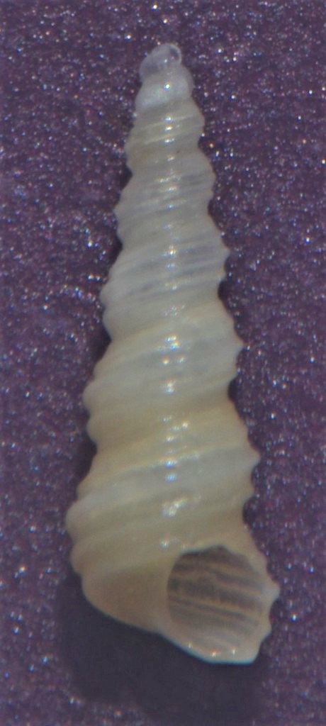[Turritellinella tricarinata] Gasteropode Marin non identifier Kk10