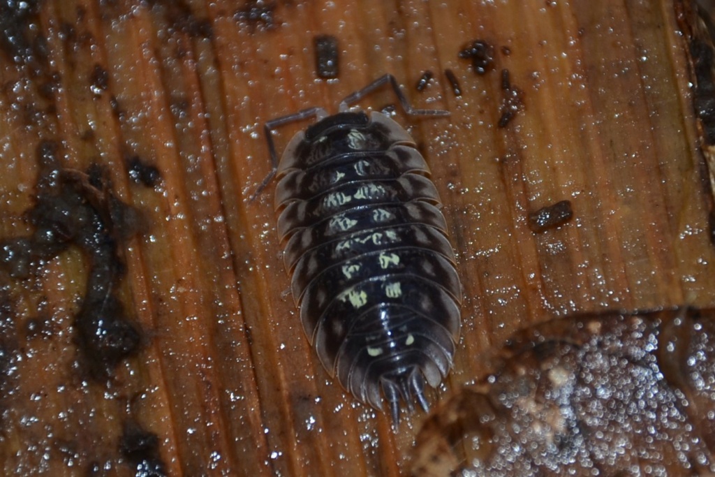 Cloporte. [Oniscus asellus + Porcellio scaber]. Origin10