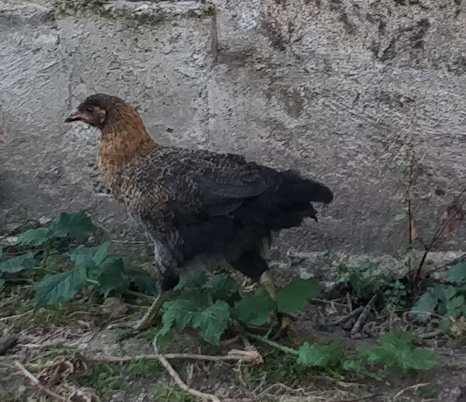 Poules ou coqs pour mes poussins Img_2021