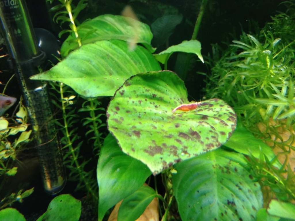 Anubias qui vont mal :( Img20211