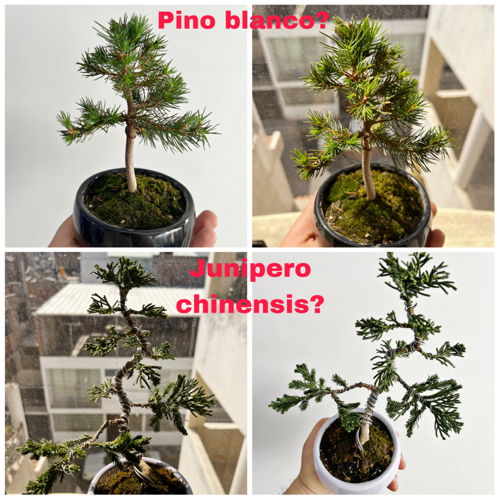 Ayuda! Identificar especié o variedad de bonsáis D0bf4810