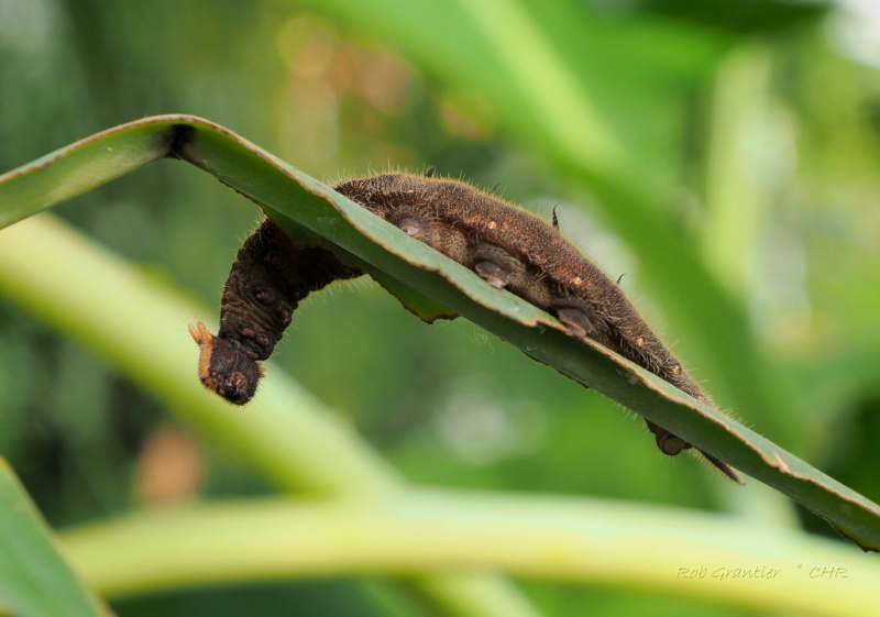 Botanischer Garten München - Seite 6 P3024611