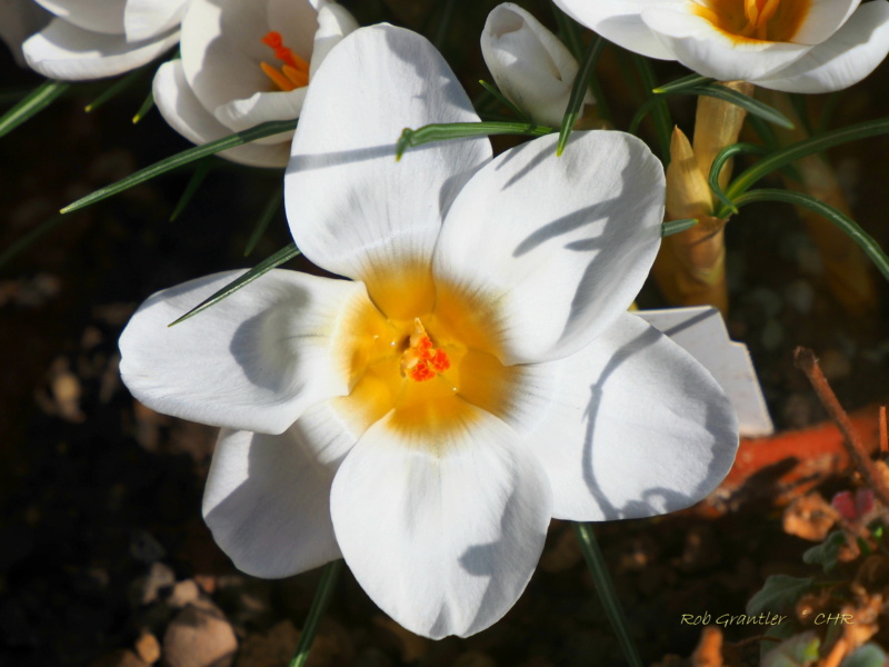 Botanischer Garten München - Seite 6 P3025010