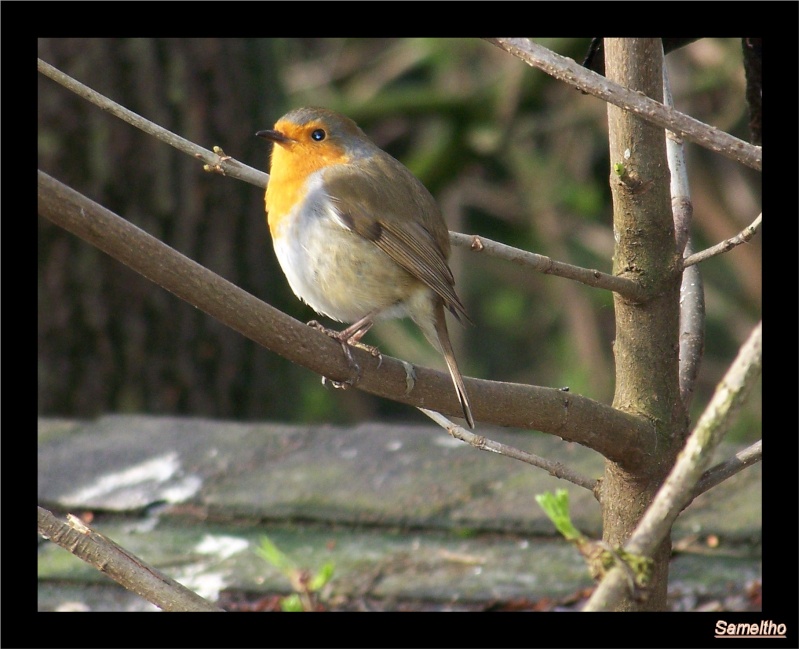 Les oiseaux sauvage que l'on rencontre dans le zoo 00810