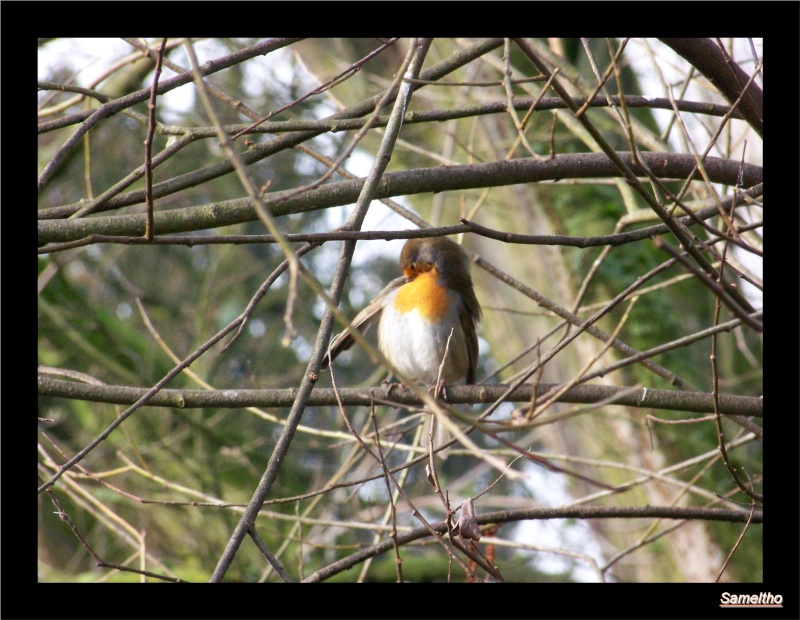 Les oiseaux sauvage que l'on rencontre dans le zoo 01610