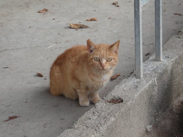 Cougar le petit chat roux Dsc02435