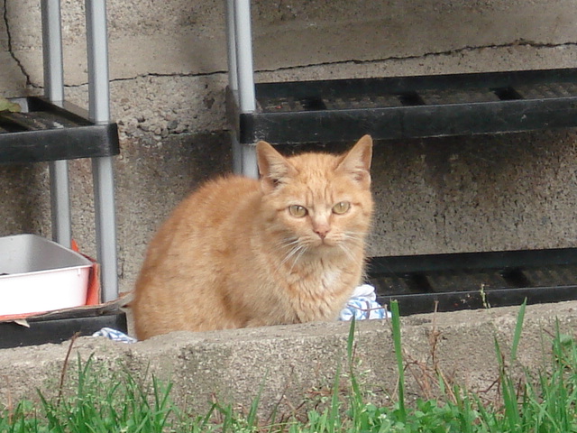 Cougar le petit chat roux Dsc02437