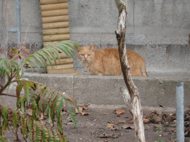 Cougar le petit chat roux Dsc02438