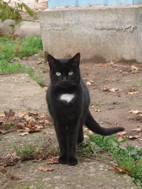 Chance noire avec des yeux magnifiques. Dsc02449