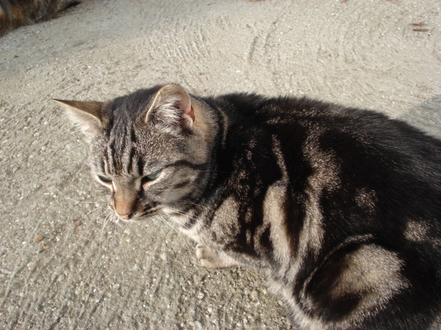 Jeune male tabby aux yeux vert très affectueux Dsc02535