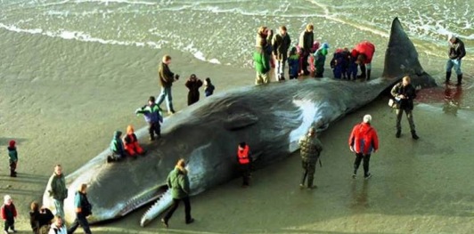 baleine morte après ingérer plus de 17 kilos plastique Cachal10