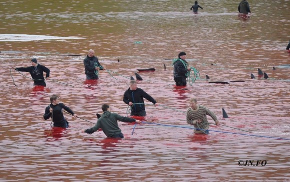 150 dauphins tués aux îles Féroé ! Grindj10