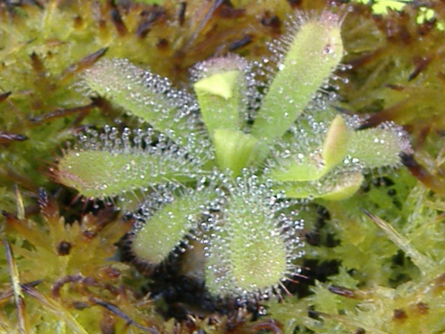 [Photo] Drosera cuneifolia et son bébé Dscf3313