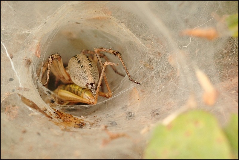 Agelenidae ? Img_9710