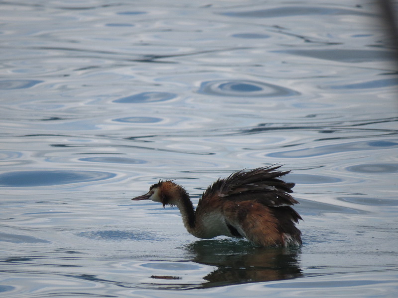 Chadka et Yocco au bord des lacs 035_ca10