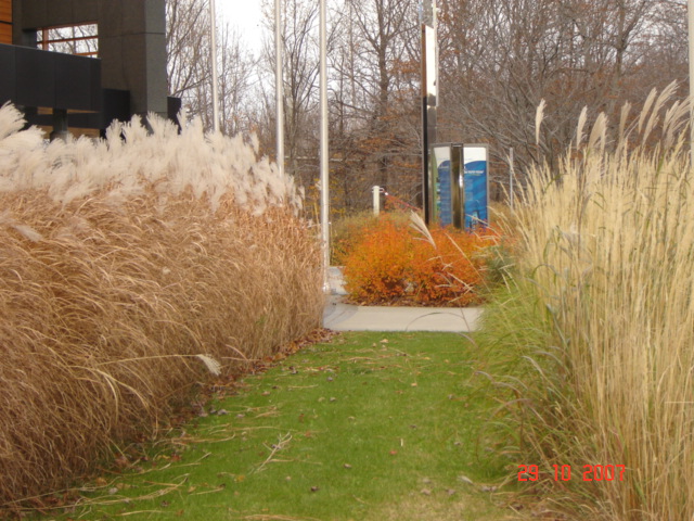 Graminées?Trouvé miscanthus  le calamagrostis Karl Foerster Divers10