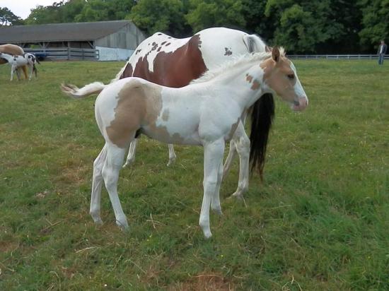 Pie palomino top