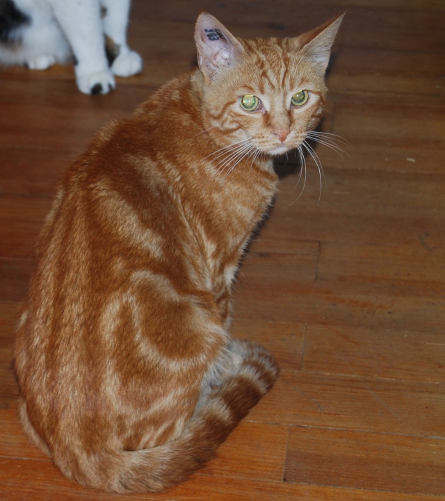 benji jeune chat roux de 6-7 mois Tinc10