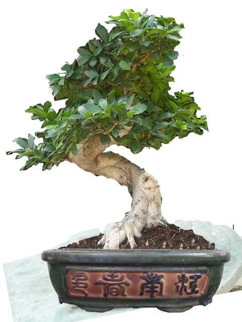 Mon 1 ere bonsai Ficus810