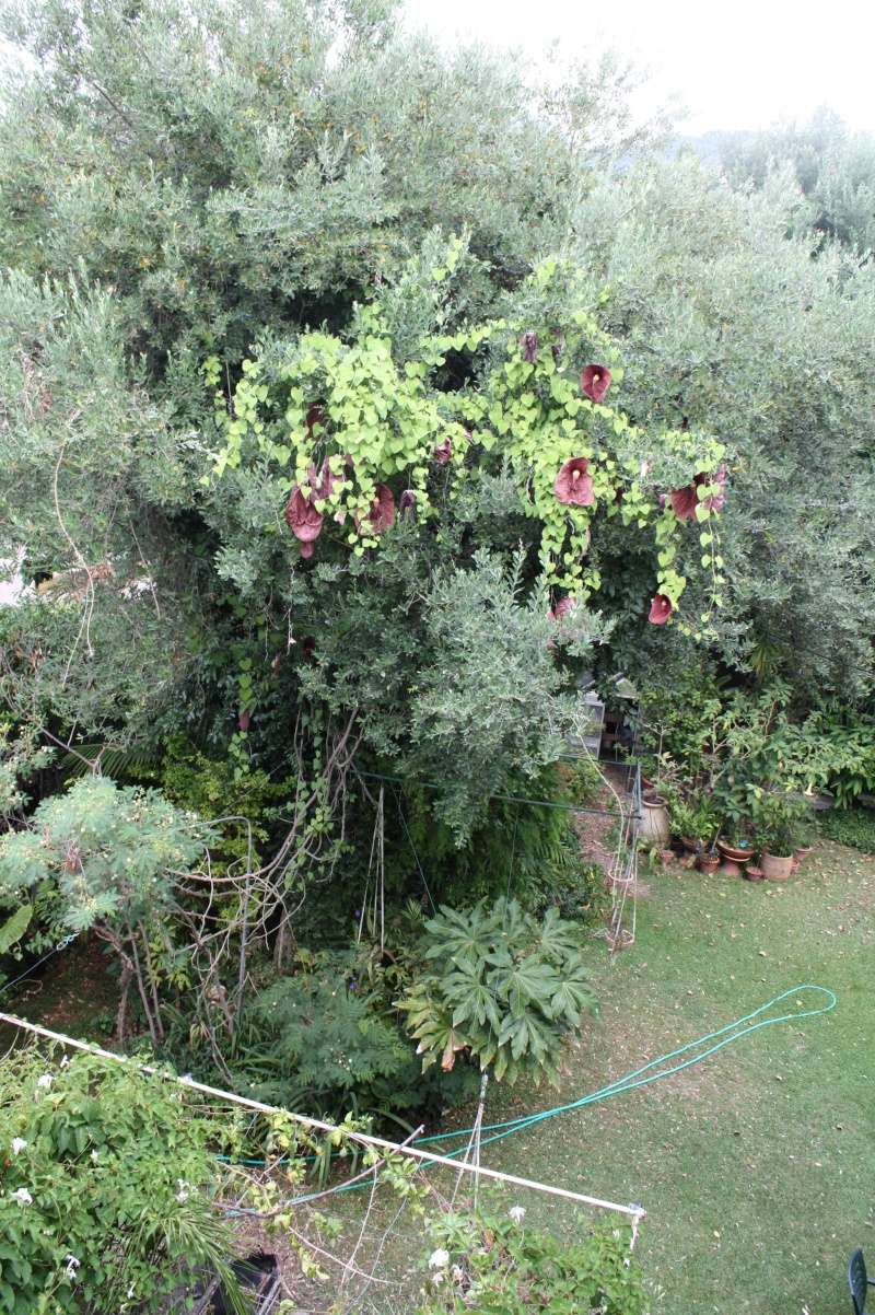 Aristolochia gigantea Aristo15