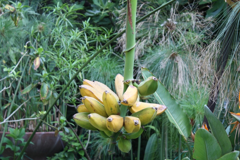 Hedychium rubrum Banane10