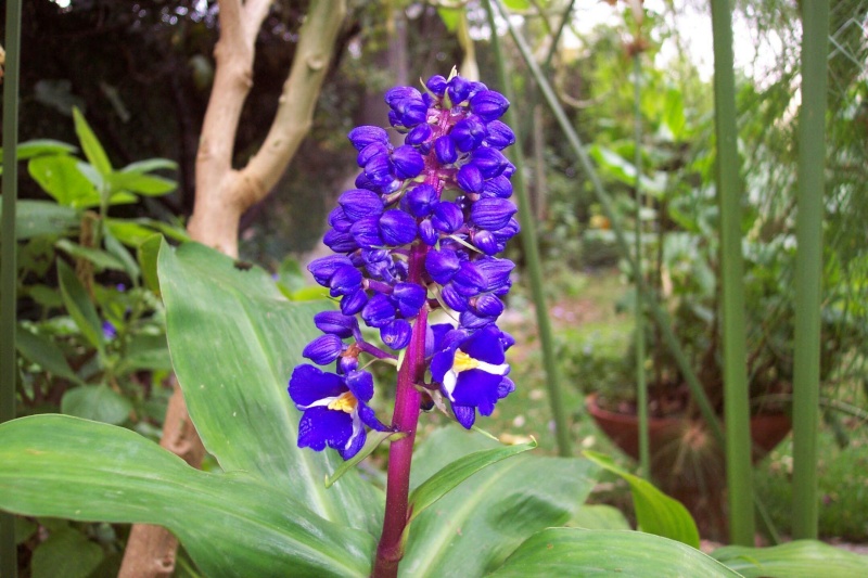 Dichorisandra thyrsiflora - gingembre bleu Dichor13