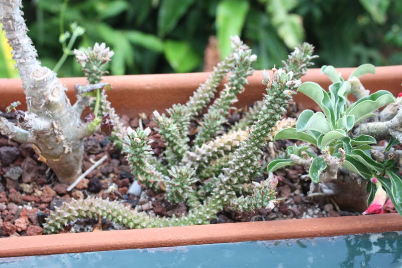 Euphorbia guentheri (= Monadenium guentheri) Euphor22