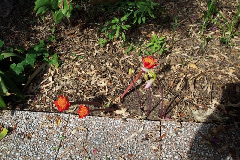 Haemanthus coccineus Haeman12