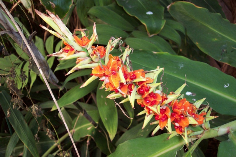 Hedychium rubrum Hedych31