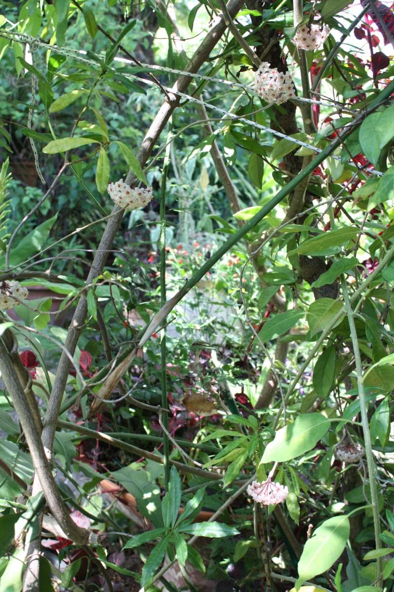 Hoya carnosa en pleine terre Hoya_c12