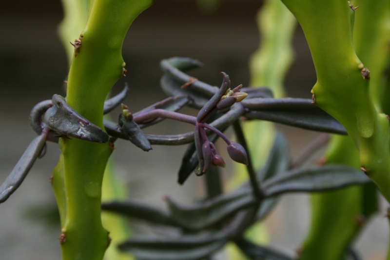 Bryophyllum beauverdii (= Kalanchoe beauverdii) Kalanc22