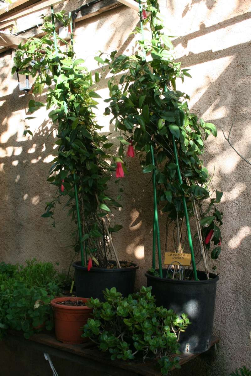 Lapageria rosea Lapage10