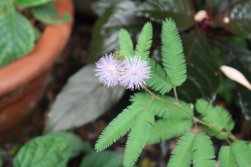 Mimosa pudica - sensitive Mimosa11