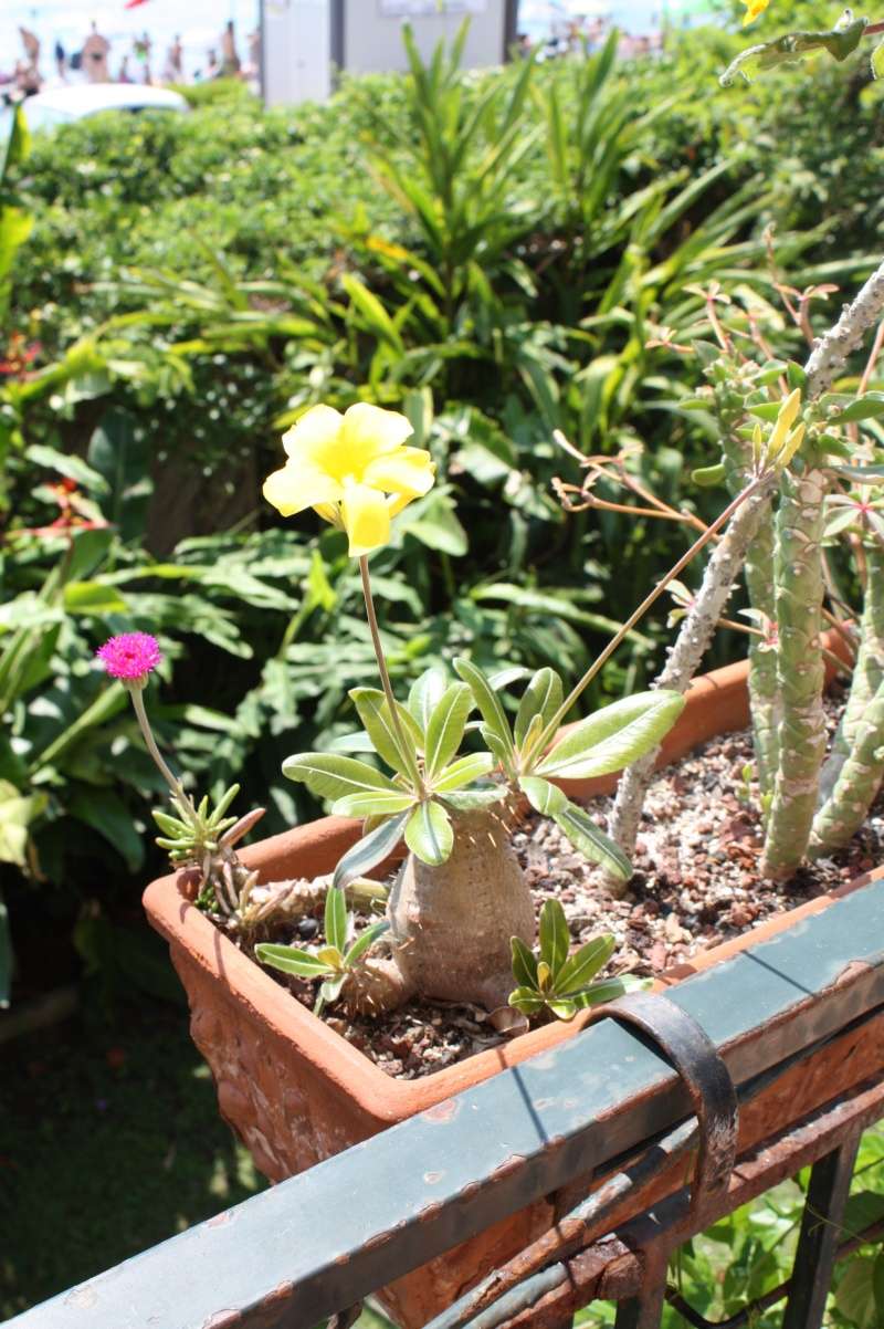 Pachypodium rosulatum Pachyp25