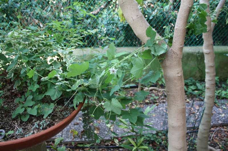 Passiflora morifolia Passif11