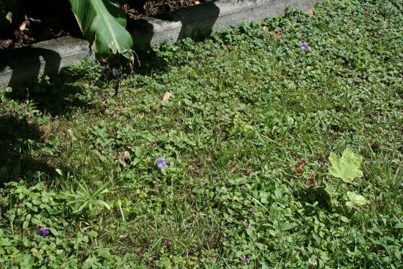 Ruellia squarrosa - ruellia rampante Pelous10