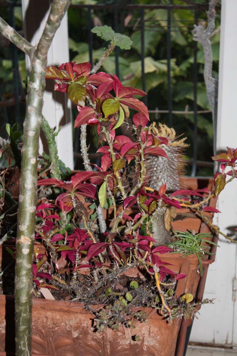 Pereskia aculeata 'Godseffiana' Peresk15