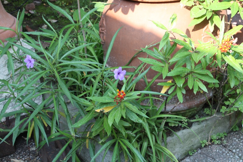 Ruellia simplex Ruelli12