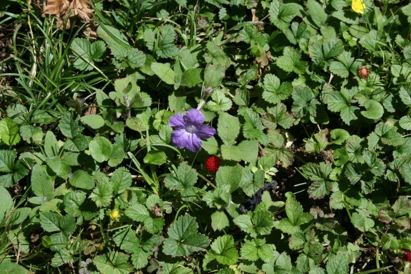 Ruellia squarrosa - ruellia rampante Ruelli20