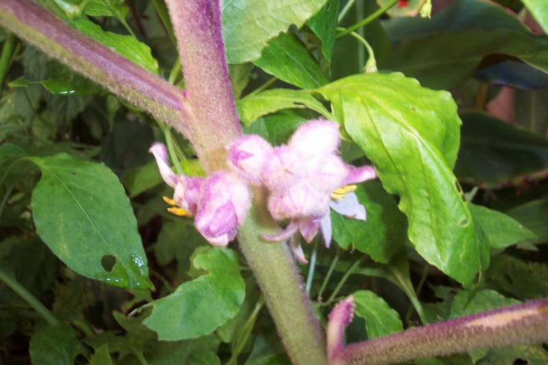 Solanum quitoense - lulo Solanu14