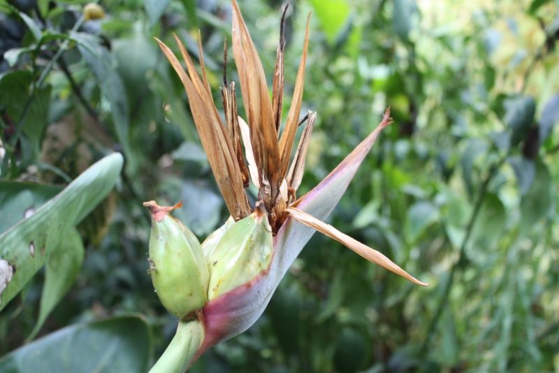 Strelitzia reginae Streli11